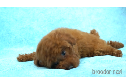 成約済の東京都のトイプードル-154162の2枚目